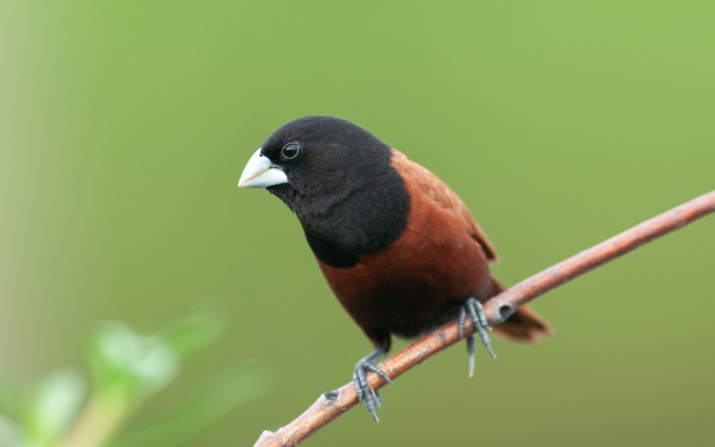 Chestnut Munia